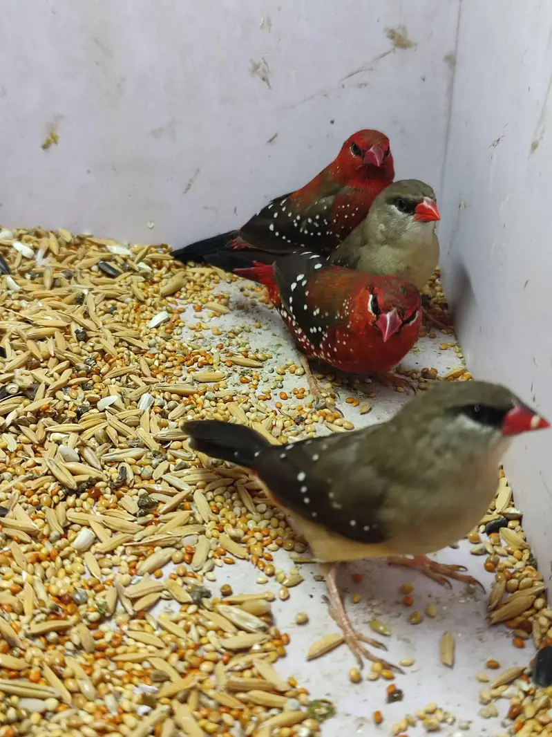 Beautiful finches — photo 5