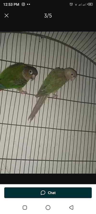 Conure Parrot and cocktail for sale | exchange possible