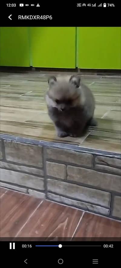 Pomeranian puppy fore sale whtsaap number 0314//67//23//435