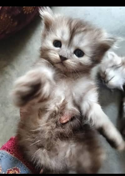 parishion cat punch face triple code kitten jori 22000