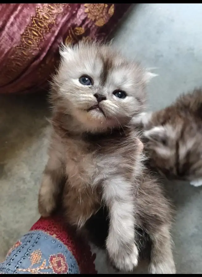 parishion cat punch face triple code kitten jori 22000 — photo 2