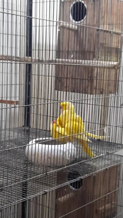 Yellow Ringneck Breeder pair with history Available