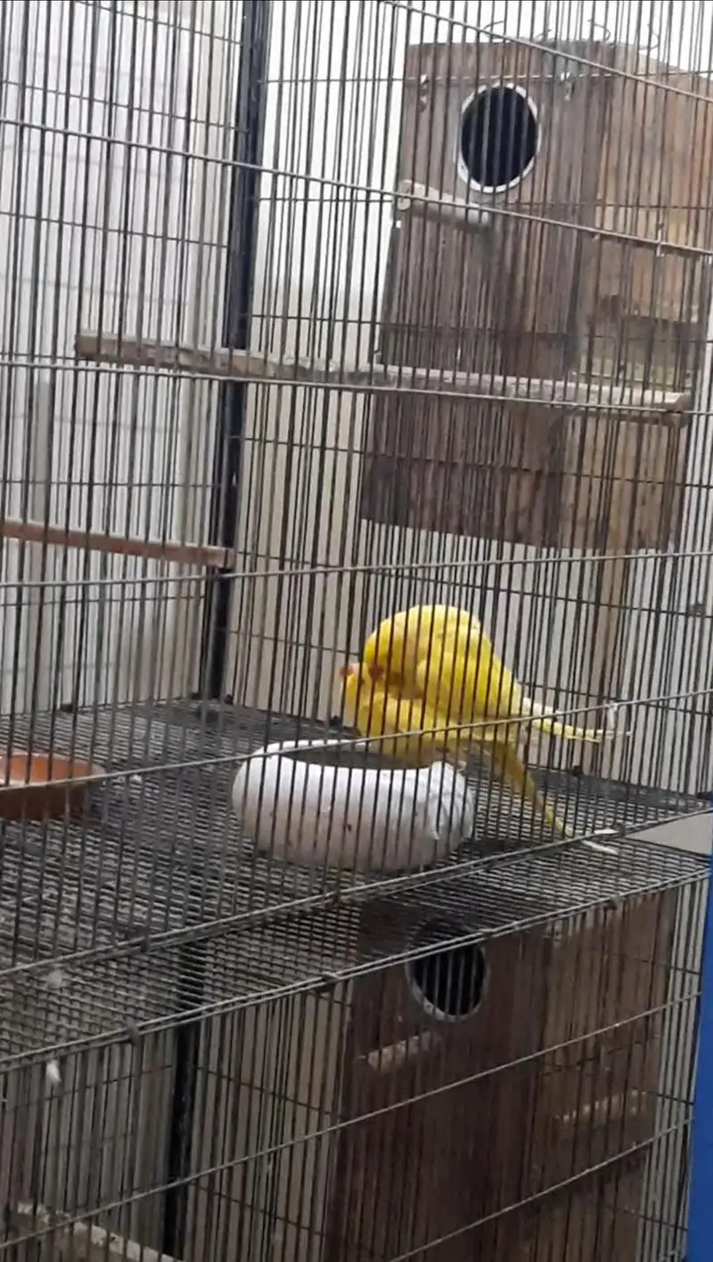Yellow Ringneck Breeder pair with history Available — photo 2