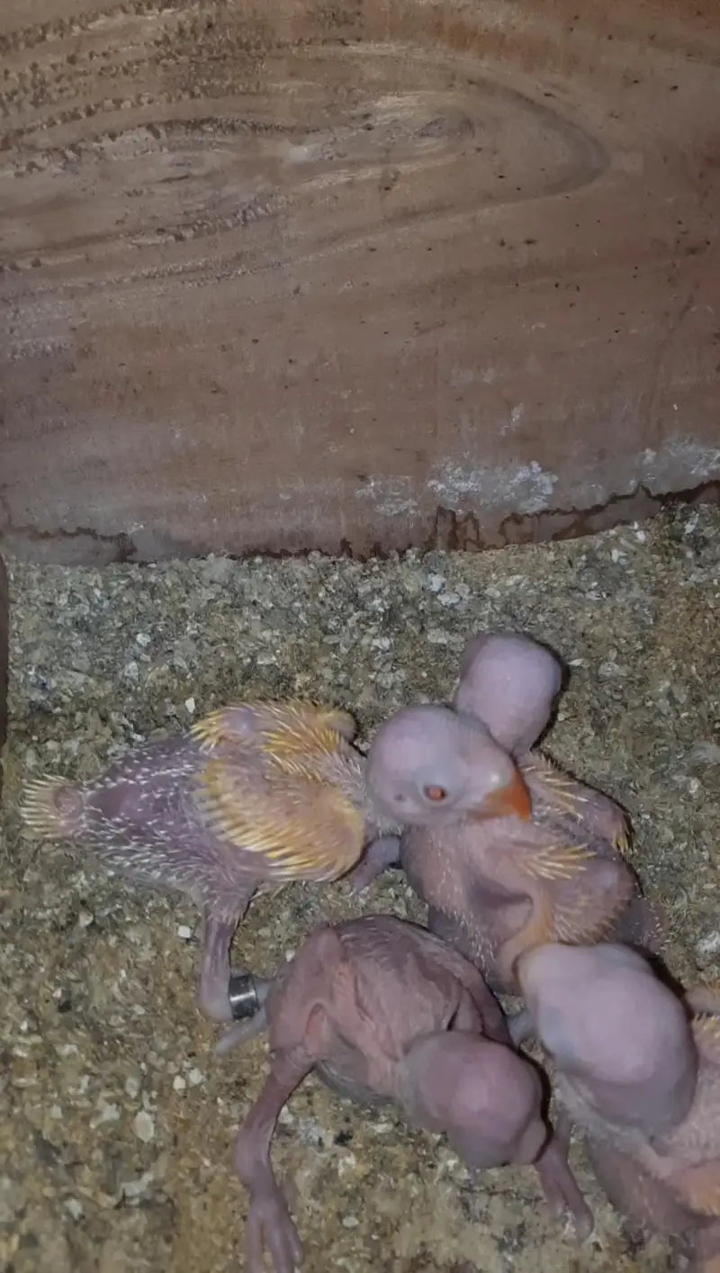 Yellow Ringneck Breeder pair with history Available — photo 3