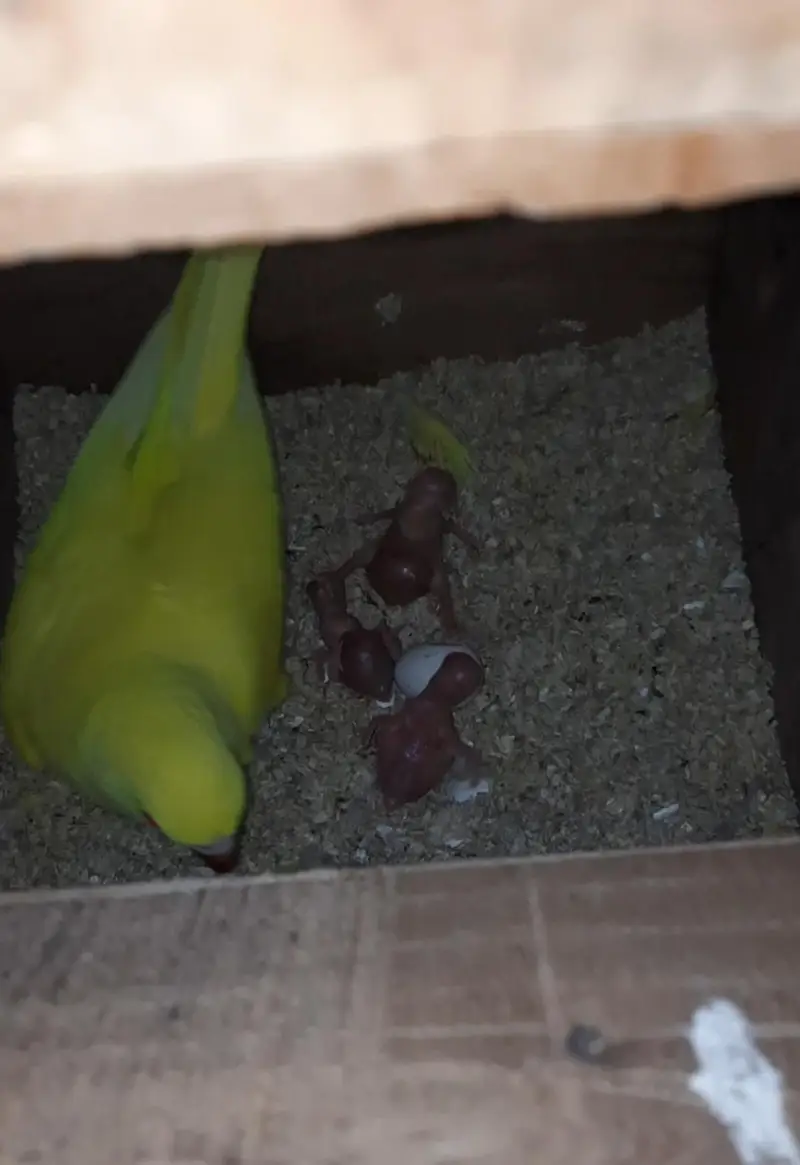 Yellow Ringneck Breeder pair with history Available — photo 4