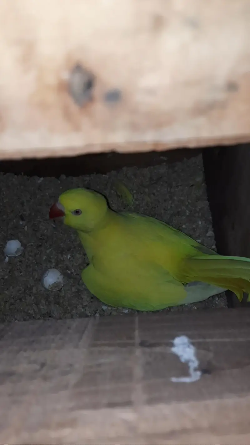 Yellow Ringneck Breeder pair with history Available — photo 5
