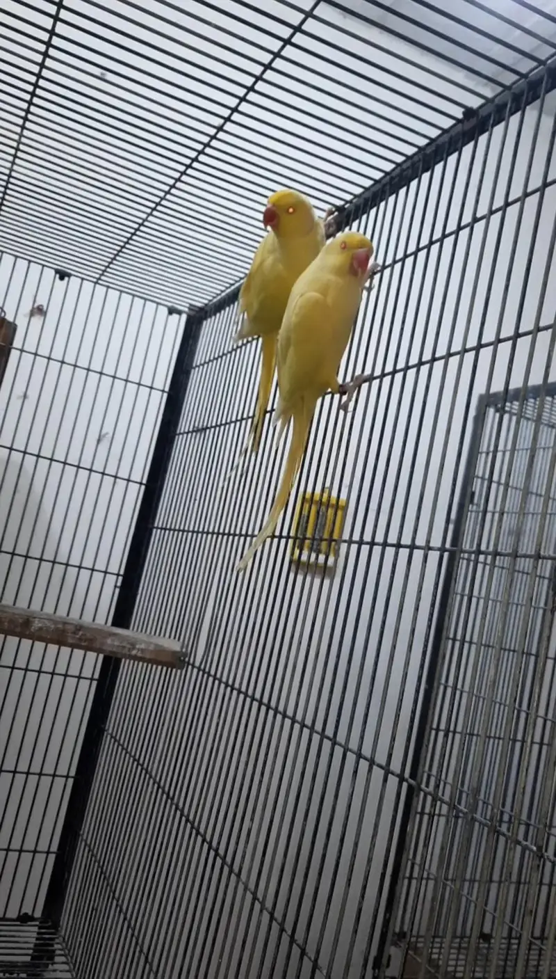 Yellow Ringneck Breeder pair with history Available — photo 6