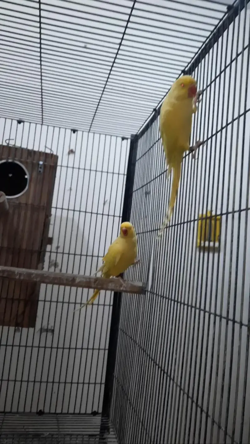 Yellow Ringneck Breeder pair with history Available — photo 7