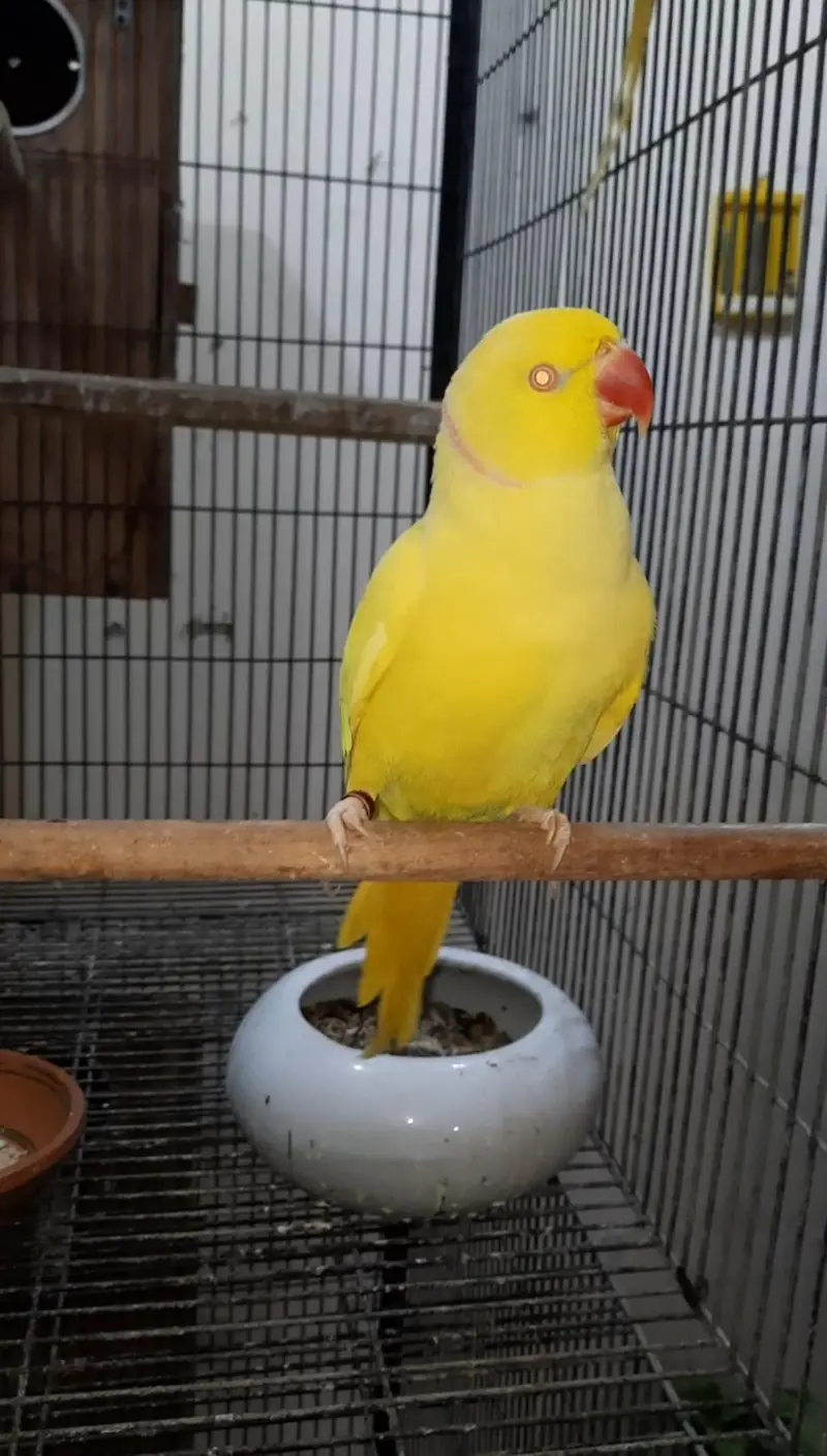 Yellow Ringneck Breeder pair with history Available — photo 8