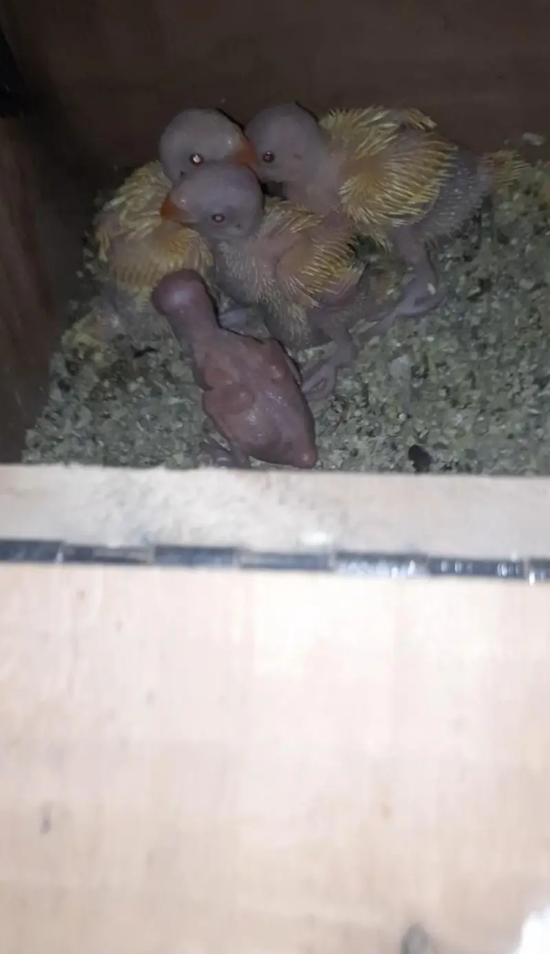 Yellow Ringneck Breeder pair with history Available — photo 9