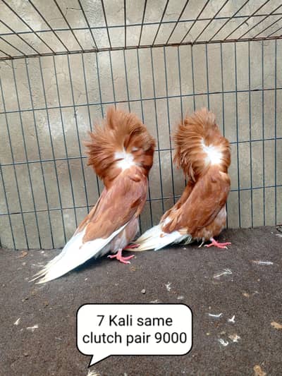 fancy pigeon | kabutar| Jacobin|  frillback saddle | amarican fantail|