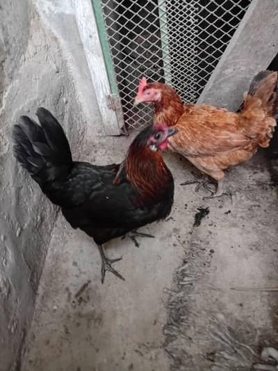 "GOLDEN MISRI HENS"