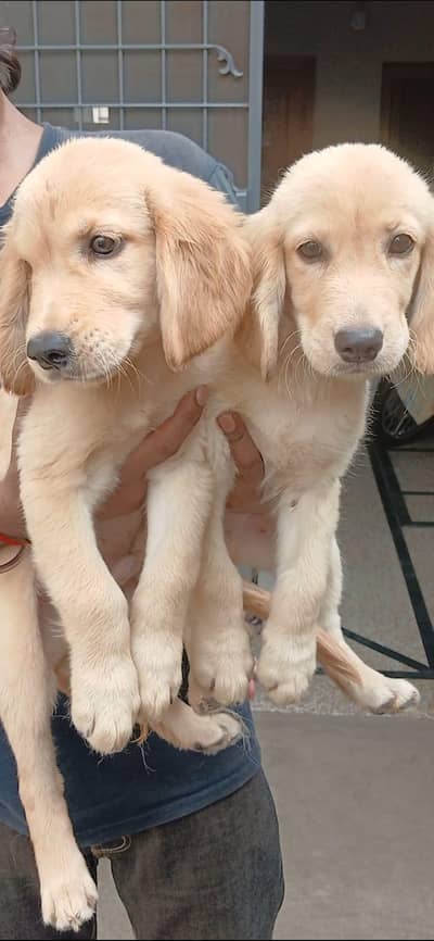 golden retriever pups in great condition