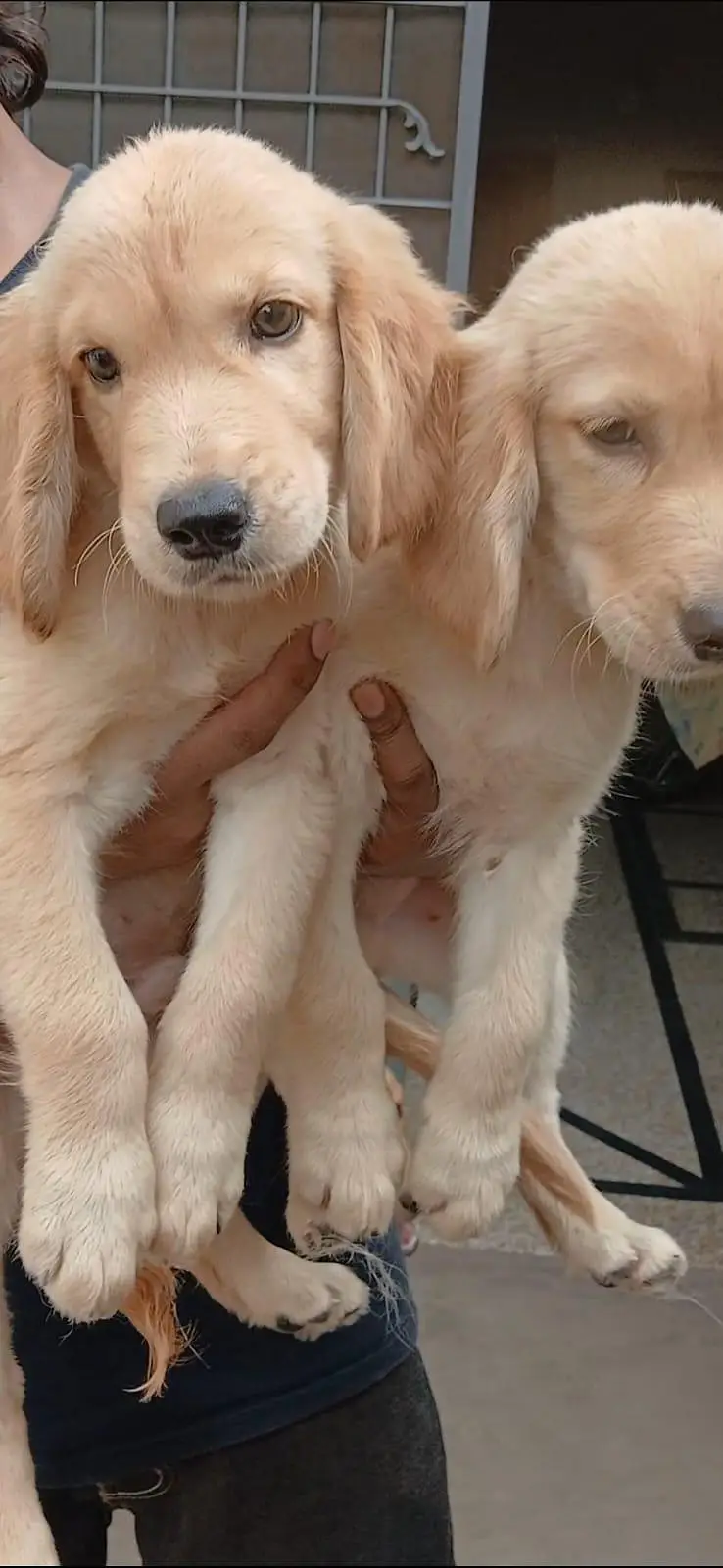 golden retriever pups in great condition — photo 2