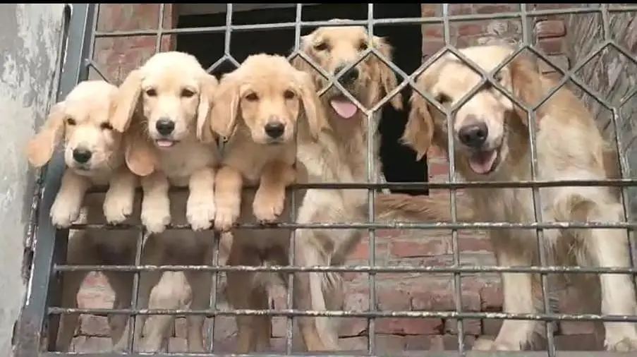 golden retriever pups in great condition — photo 3