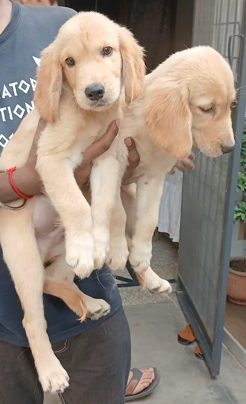 golden retriever pups in great condition — photo 4