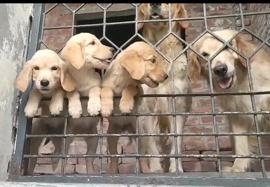 golden retriever pups in great condition — photo 5