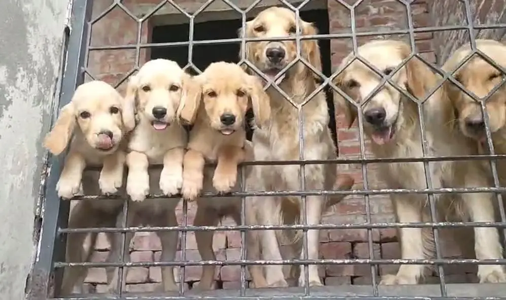 golden retriever pups in great condition — photo 6