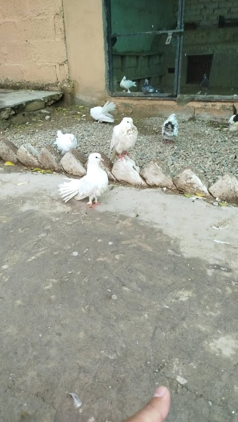 peagean 1