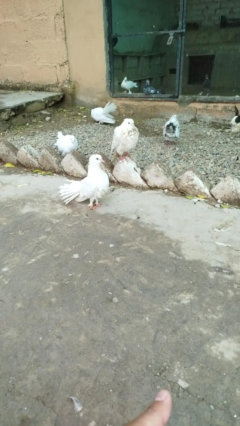 peagean — photo 2