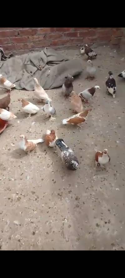 22 sherazi pigeons . 1 or 2 female Baki sb male