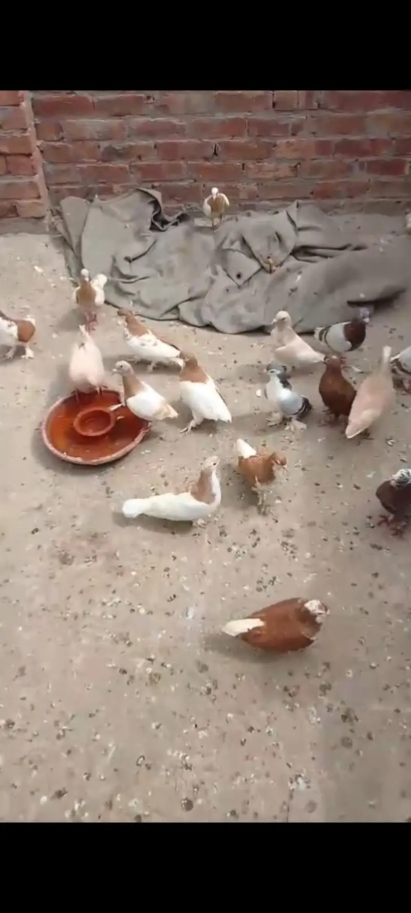 22 sherazi pigeons . 1 or 2 female Baki sb male — photo 2