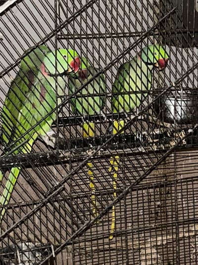 Raw parrots for sale