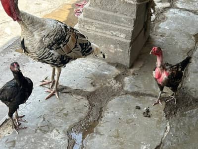 6to7 hens female and one male