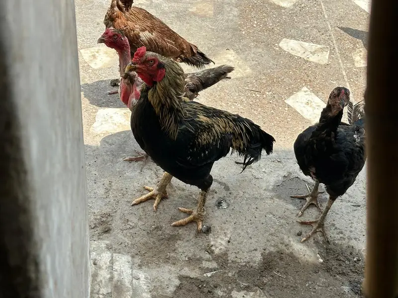 6to7 hens female and one male — photo 2