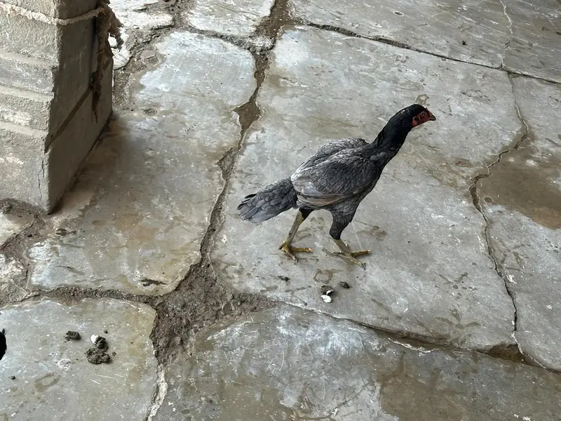 6to7 hens female and one male — photo 3