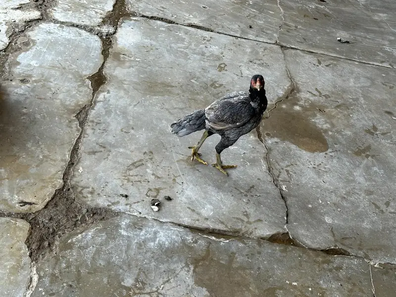 6to7 hens female and one male — photo 4
