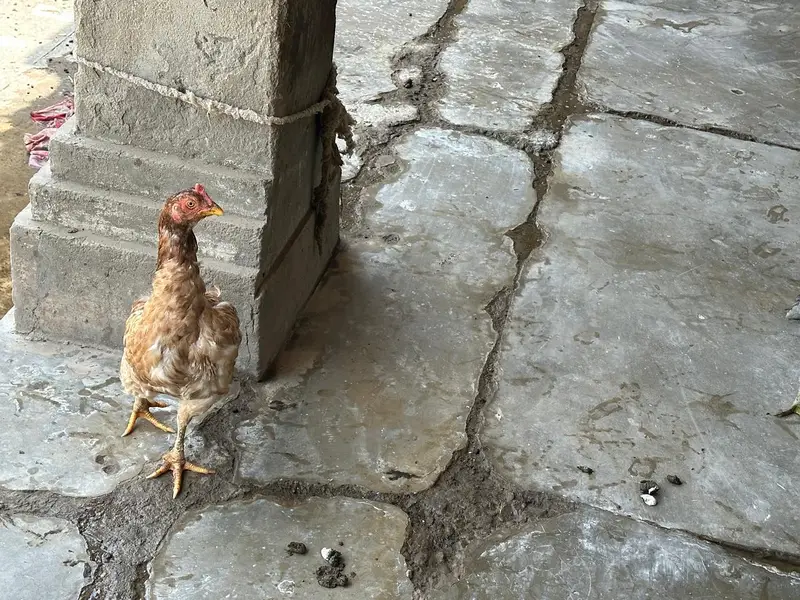 6to7 hens female and one male — photo 5