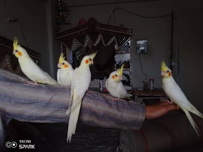 Hand tamed Fly tamed Cocktails Sun conure and love birds