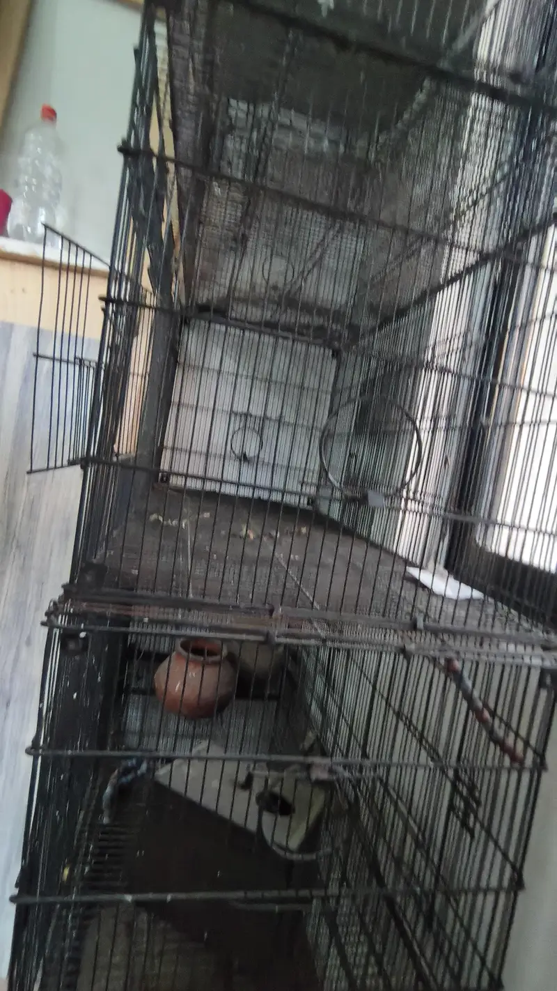 Cages set for birds — photo 3