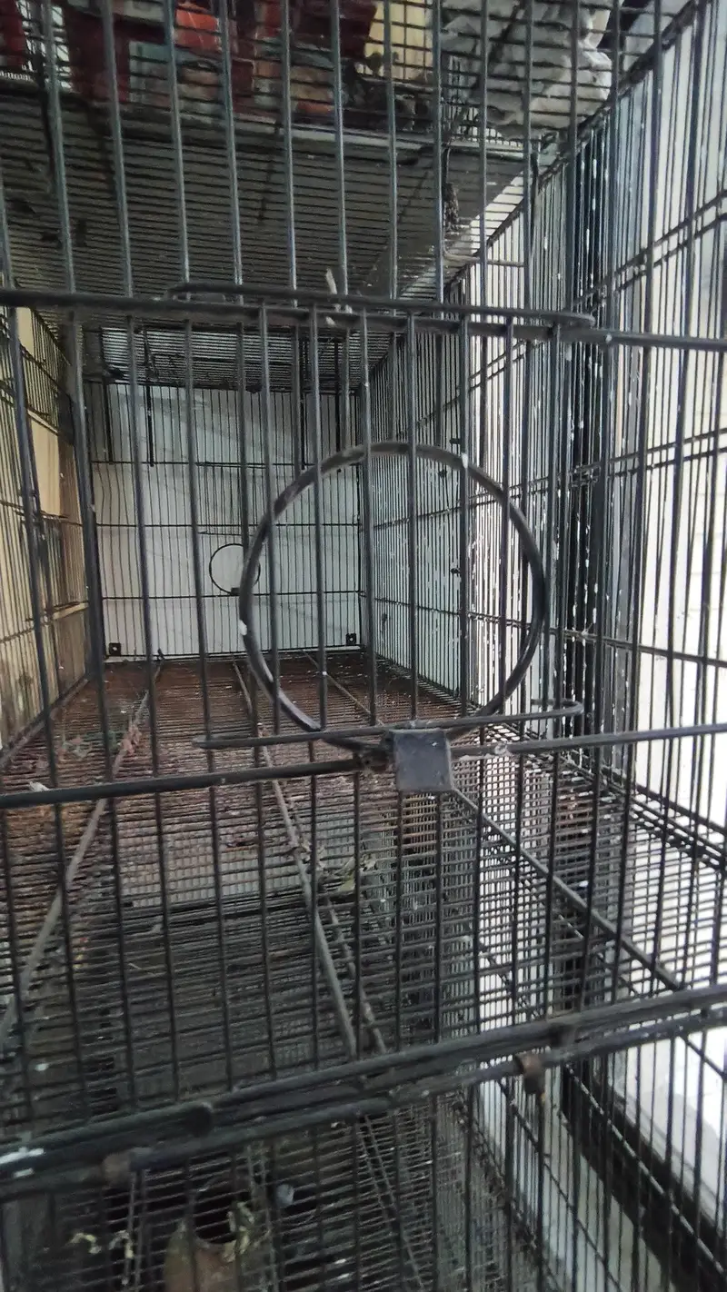 Cages set for birds — photo 5
