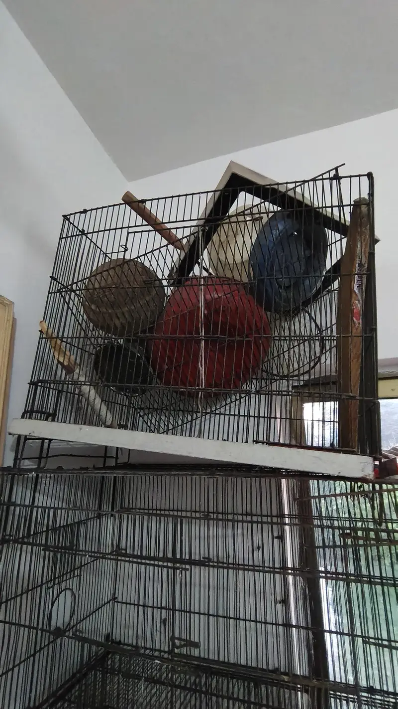 Cages set for birds — photo 6