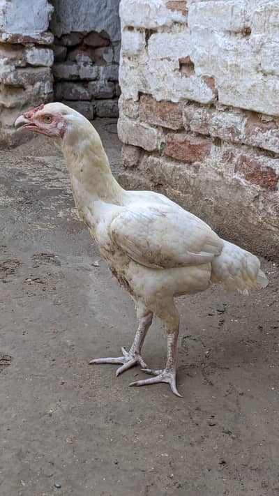 Heera aseel female