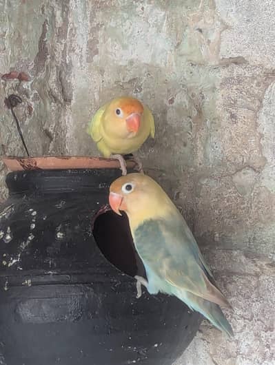 love birds parrot
