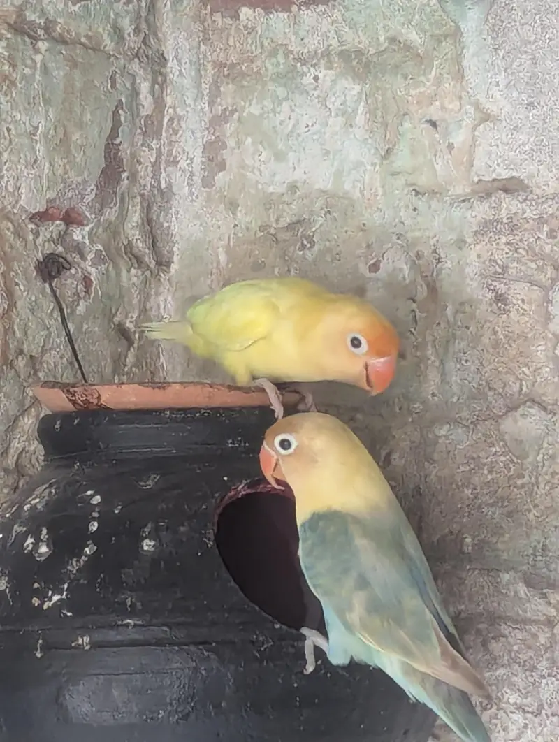love birds parrot — photo 2