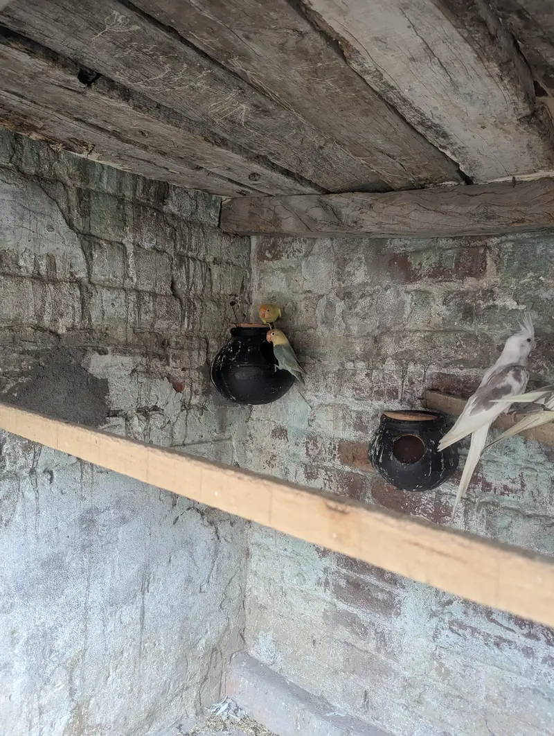 love birds parrot — photo 3