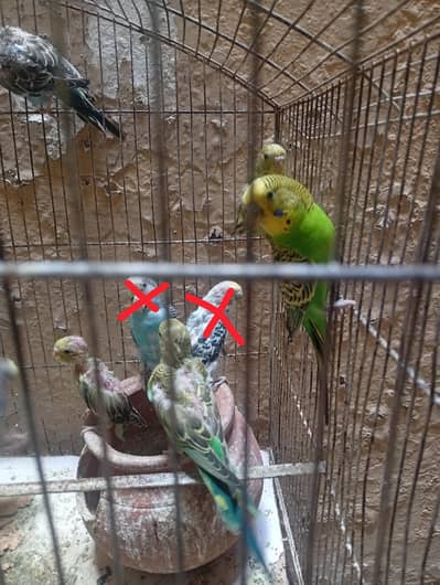 10 budgies for sale-green only