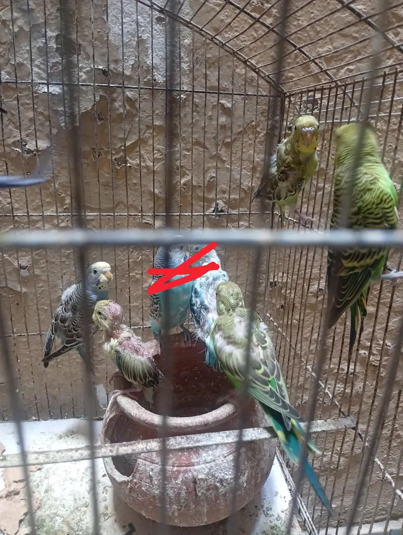 10 budgies for sale-green only — photo 2