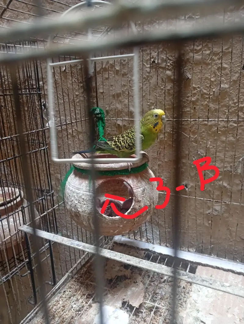10 budgies for sale-green only — photo 3