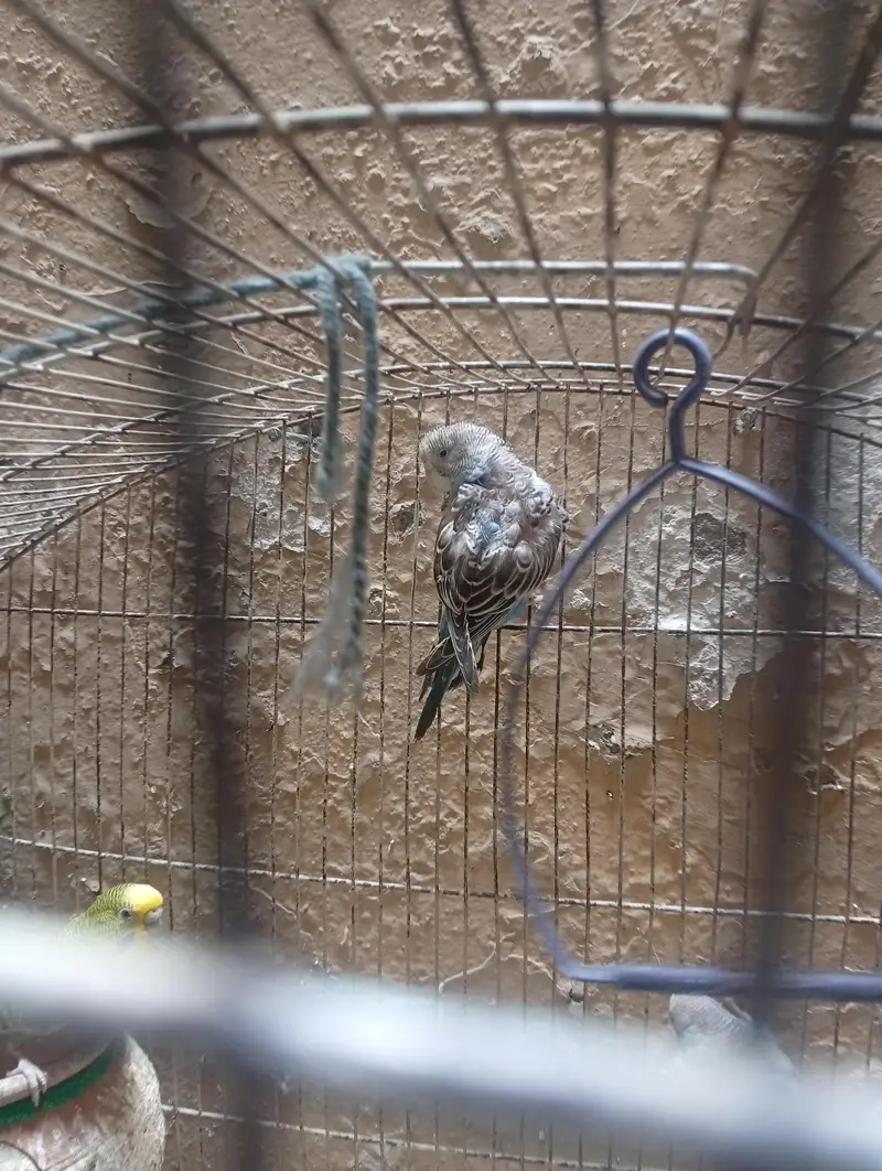 10 budgies for sale-green only — photo 4