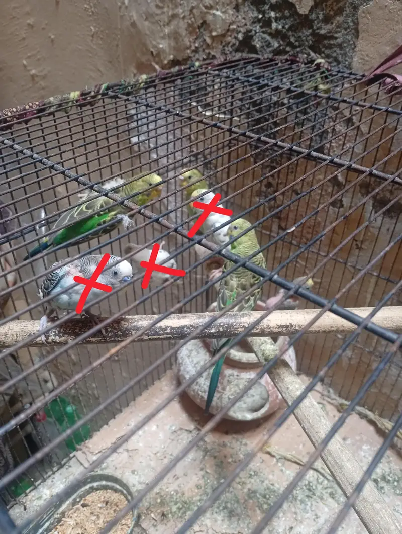 10 budgies for sale-green only — photo 5