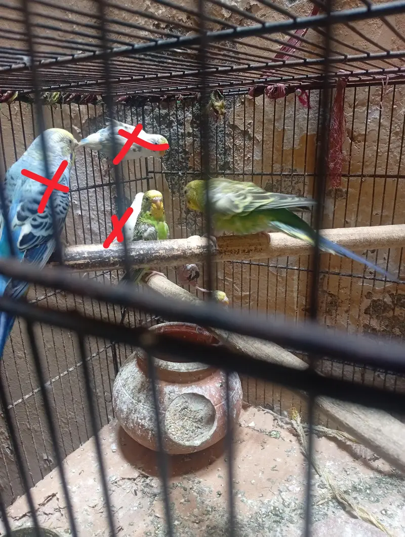 10 budgies for sale-green only — photo 6