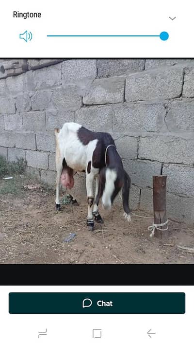 bakri with one kid