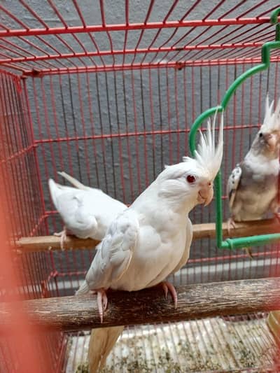 cocktail chiks