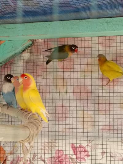 love bird & lotino pair