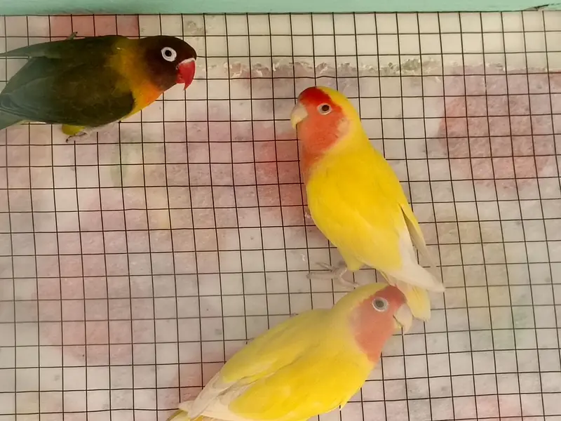 love bird & lotino pair — photo 2